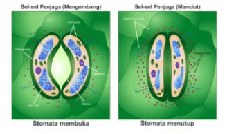 Sel-sel Penjaga (Mengembang) Sel-sel Penjaga (Menciut) Stomata membuka Stomata menutup 
