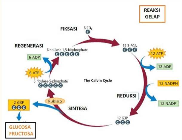 REAKSI GELAP FIKSASI 6CO2 REGENERASI 6 ribulose 1,5-bisphosphate @@@@@ 12 3-PGA CGC 12 ATP 6 ADP 12 ADP 6 ATP 6 ribulose-5-phosphate GCCCC The Calvin Cycle 12 NADPH REDUKSI Rubisco 2 G3P COC 12 NADP: SINTESA 12 G3P COC GLUCOSA FRUCTOSA 
HC-C-S-COA acetyl COA 20 oxaloacetate 4C 60 citrate STEP 1 STEP 2 6C NADH -H STEP 8 NADH+H 40 STEP 3 CO2 STEP 7 5C STEP 4 40 STEP 6 STEP 5 4C 4C NADH-H CO2 FADH, GTP Hasil satu siklus: tiga NADH, satu GTP, satu FADH2, dan melepaskan dua molelul karbondioksida 