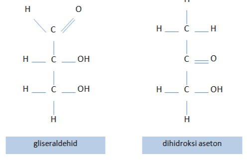 1 H о с c/ Hсн нсон с 0 нс ОН H_____ ОН Н н gliseraldehid dihidroksi aseton 