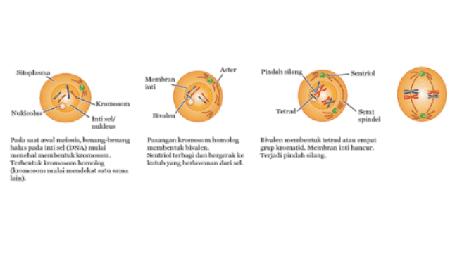 Aster Sitoplasma Pindahilan Membran 美至 Tetrad spindel Kromosom Nukleolus Intised/ nukk Pada saat awal meisi, benang-berang halus pada inti sel (DNA) mulai menebal membentuk kromosom Terbentuk kromosomhomolog (kromosom mulai mendekat satu sama lain). Pasangan kromosomhomolog membentuk bivalen. Sentriol terbagi dan bergerak ke kutub yang berlawanan dari se Bivalen membentuk tetrad atau empat grup kromatid. Membran inte hancur. Terjadi pindah silang 