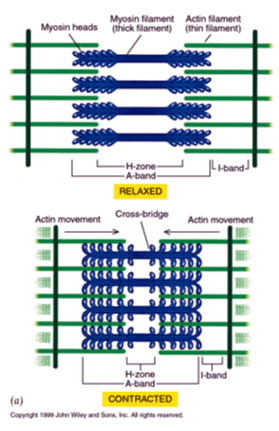 Myosin filament Actin filament Myosin heads (thick filament) (thin filament) occus J Leband) -H-zone -A-band- RELAXED Actin movement Cross-bridge Actin movement CE 1-band H-zone A-band (a) CONTRACTED Copyright 200 John Wley and Sons, Inc. All rights reserved. 
Tropomyosin Troponin Actin BOOK COBOOO Myosin Myosin filament Image from Sigma-Aldrich 
Myosin head (high-energy configuration) ADP Р Myosin head attaches to the actin myofilament, forming a cross bridge. Thin filament ADP Thick filament ADP ATP hydrolysis Р As ATP is split into ADP and P, the myosin head is energized (cocked into the high-energy conformation), Inorganic phosphate (P) generated in the previous contraction cycle is released, initiating the power (working) stroke. The myosin head pivots and bends as it pulls on the actin filament, sliding it toward the Milne. Then ADP is released. ATP . ATP -Myosin head (low-energy configuration) As new ATP attaches to the myosin head, the link between myosin and actin weakens, and the cross bridge detaches. 