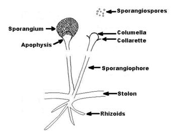 +Sporangiospores Sporangium -Columella Collarette Apophysis - Sporangiophore -Stolon -Rhizoids 