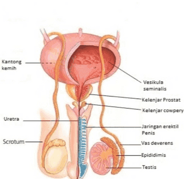 Kantong kemih Vesikula seminalis Kelenjar Prostat Kelenjar cowpery Uretra -Jaringan erektil Penis Vas deverens Scrotum -Epididimis Testis 
