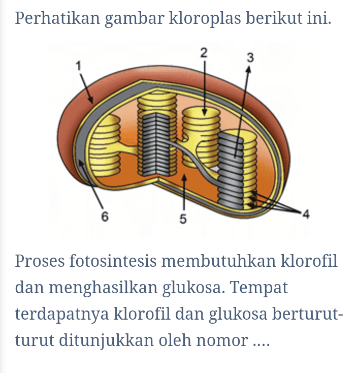Perhatikan gambar kloroplas berikut ini. 2 3 6 4 5 Proses fotosintesis membutuhkan klorofil dan menghasilkan glukosa. Tempat terdapatnya klorofil dan glukosa berturut- turut ditunjukkan oleh nomor .... 