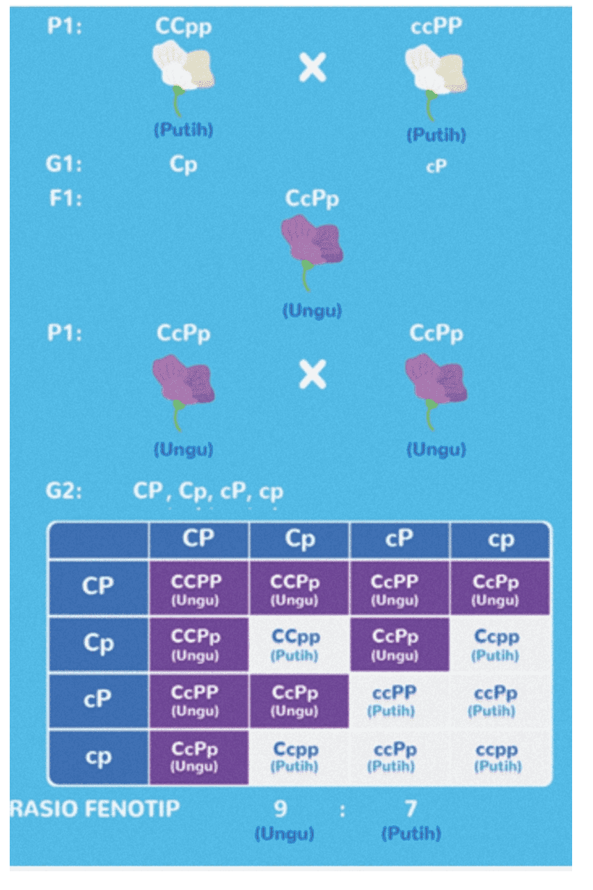 P1: ССpp ссер х (Putih) Ср (Putih) СР G1: F1: CcPp (Ungu) P1: ССРp ССРp Х (Ungu) (Ungu) G2: СР, Ср, СР, ср СР Ср СР ср СР ССРР (Ungu) ССРp (Ungu) СcPP (Ungu) СcPp (Ungu) Ср ССРp (Ungu) CcPp (Ungu) Ccpp (Putih) ССpp (Putih) CcPp (Ungu) СР CcPP (Ungu) ссер ccPp (Putih) (Putih) ср CcPp (Ungu) Сcpp (Putih) ссер (Putih) ccpp (Putih) RASIO FENOTIP 9 (Ungu) 7 (Putih) 