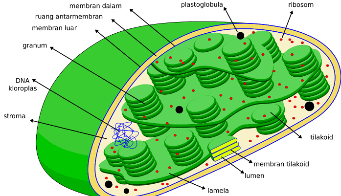 plastoglobula ribosom membran dalam ruang antarmembran membran luar granum DNA kloroplas stroma tilakoid membran tilakoid lumen lamela 