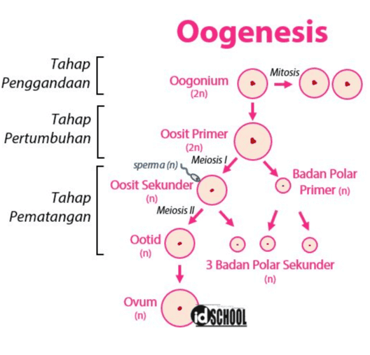 Oogenesis Tahap Penggandaan Mitosis Oogonium (2n) Tahap Pertumbuhan Oosit Primer (2n) sperma (n) Meiosis! Oosit Sekunder (n) Meiosis II Badan Polar Primer (n) Tahap Pematangan Ootid (n) 3 Badan Polar Sekunder (n) Ovum (n) id School 