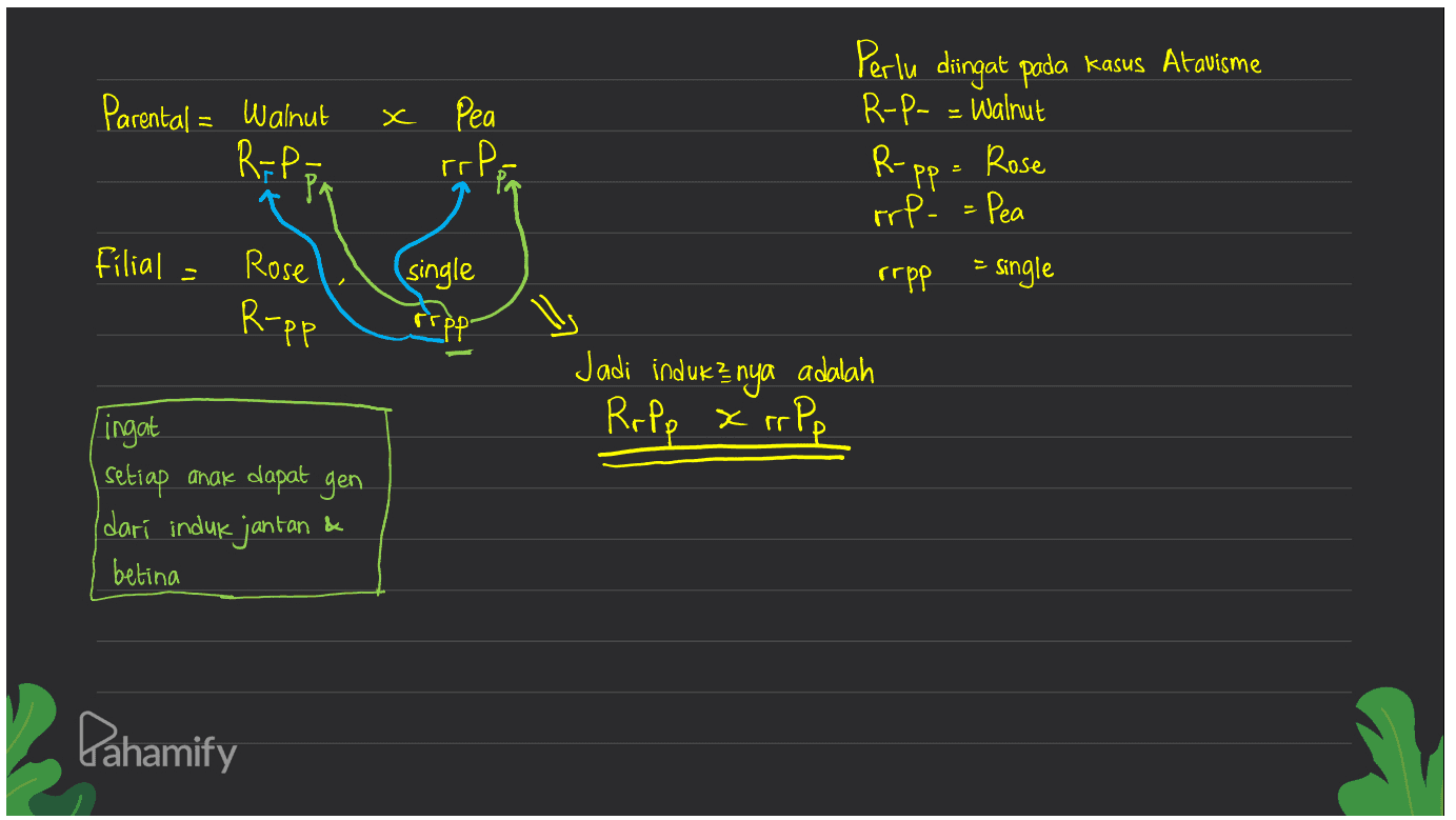 Parental = Walnut R-P- x Pea rop. Perlu diingat pada kasus Atavisme R-P- = Walnut R- R-p . PP Rose rrf. = Pea rrpp - Single filial Rose (single R-pp 计与 Jadi induk? nya adalah Ropp x rr Pp Lingat setiap anak dapat gen (dari induk jantan & betina Pahamify 