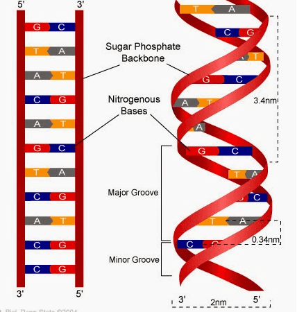 5' با | A G C C A Sugar Phosphate Backbone AT G C C G Nitrogenous Bases A 3.4nmi A T G C G C A A C G Major Groove AT C 0.34nm с G Minor Groove G с C 3' 5' 3' 2nm 5' 