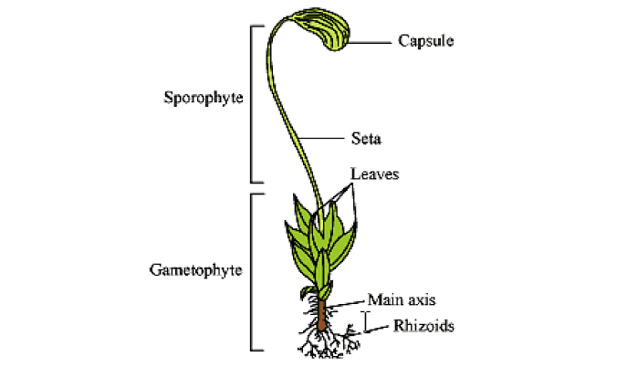 Capsule Sporophyte Seta Leaves Gametophyte - Main axis Rhizoids 