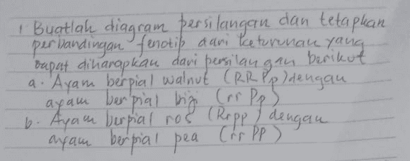 ! Buatlah diagram persilangan dan tetaplian perbandingan fenotib dan leturunan yang dapat diharapkan dari persilangan. berikut a. Ayam berpial walnut (RR P p dengan 6. Ayam berpial ros (Ropp dengan yam berpial big Corpps ayam berpia! pea (rs PP ) 
