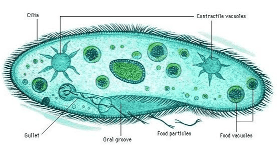 Kingdom Protista s 5 า 
Cilia Contractile vacuoles Gullet Food particles Food vacuoles Oral groove 
