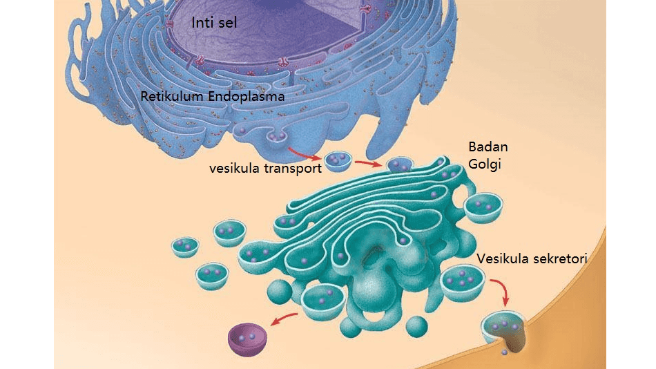 Inti sel Retikulum Endoplasma Badan Golgi vesikula transport Vesikula sekretori 