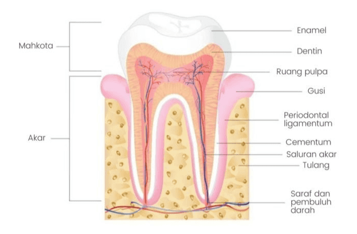 Enamel Mahkota Dentin Ruang pulpa Gusi Akar Periodontal ligamentum Cementum Saluran akar Tulang Saraf dan pembuluh darah 