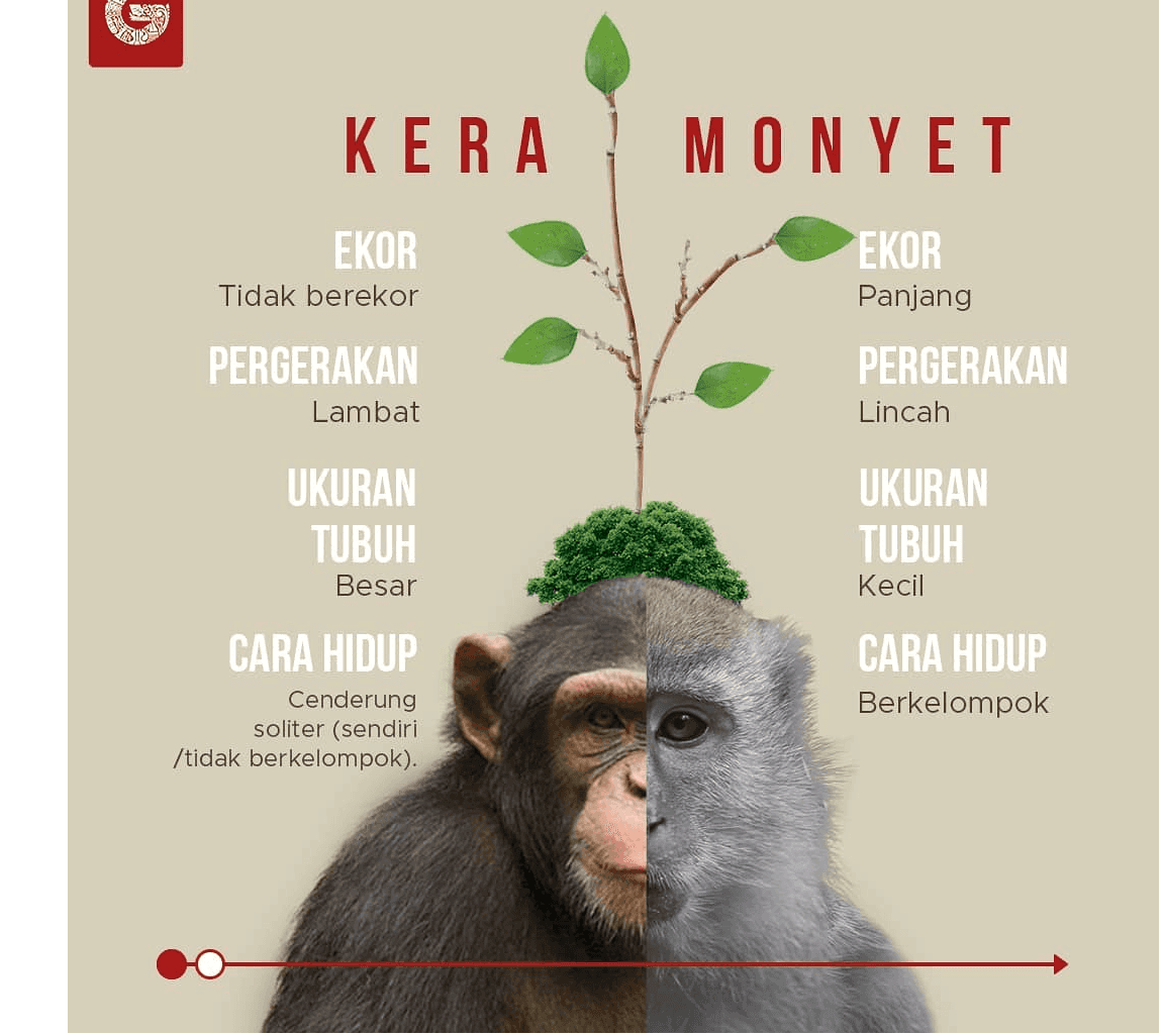 5 KERA 1 MONYET EKOR Tidak berekor EKOR Panjang PERGERAKAN Lambat PERGERAKAN Lincah UKURAN TUBUH Besar UKURAN TUBUH Kecil CARA HIDUP Cenderung soliter (sendiri /tidak berkelompok). CARA HIDUP Berkelompok 