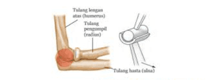 Tulang dengan atas (humerus) Tulang pengumpil (radius) Tulang hasta (ulna) 