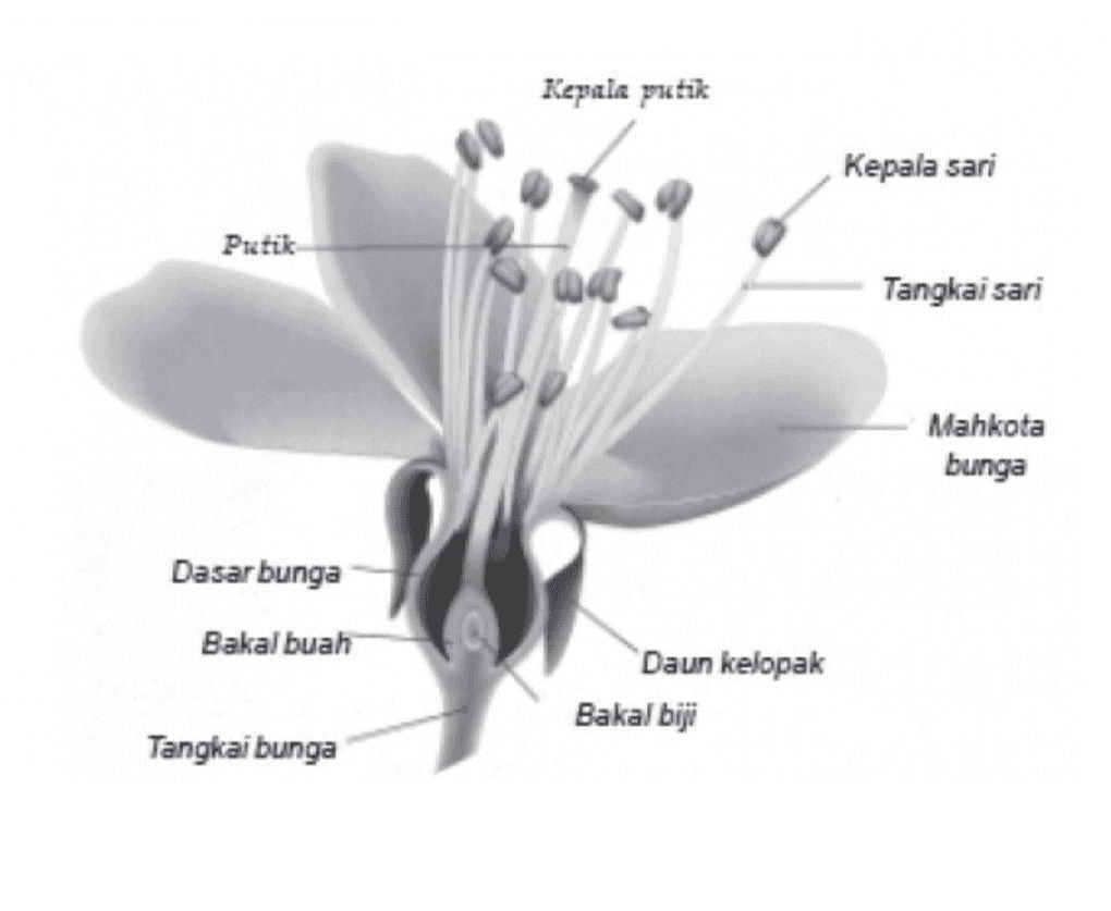 Kepala putik Kepala sari Patik 040 Tangkai sari Mahkota bunga Dasar bunga Bakal buah Daun kelopak Bakal biji Tangkai bunga 