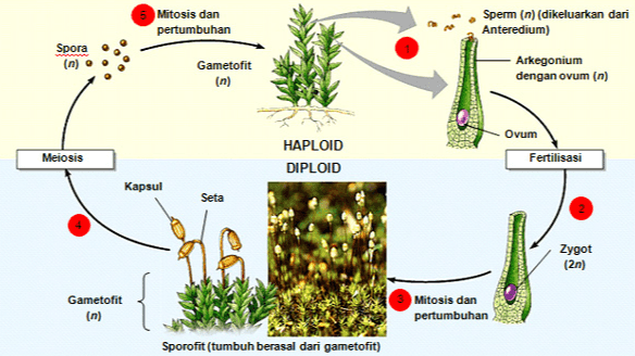 Mitosis dan pertumbuhan Sperm (n) (dikeluarkan dari Anteredium) Spora (n) Gametofit (n) Arkegonium dengan ovum (n) Ovum Fertilisasi HAPLOID DIPLOID Meiosis Kapsul Seta Zygot (2n) Gametofit (n) Mitosis dan pertumbuhan Sporofit (tumbuh berasal dari gametofit) 
