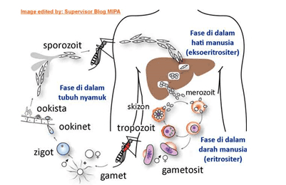 Image edited by: Supervisor Blog MIPA sporozoit Fase di dalam hati manusia (eksoeritrositer) 88 కార్యం merozoit Fase di dalam tubuh nyamuk ookista ookinet skizon tropozoit zigot Fase di dalam darah manusia (eritrositer) gametosit gamet 