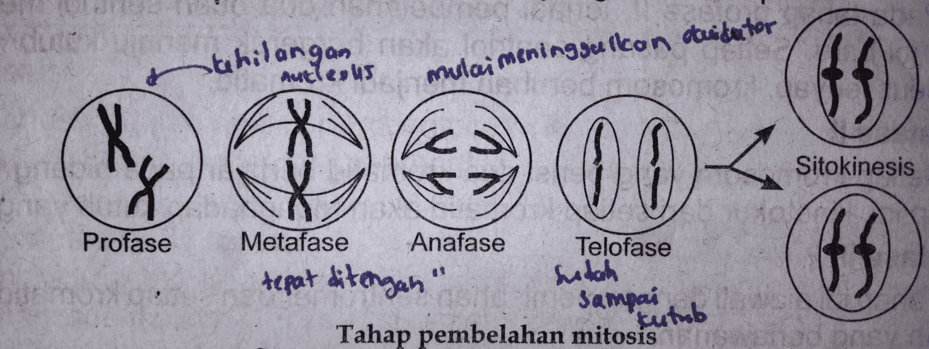 stehilangan Autle.us mulai meninggu icon duideator X Sitokinesis 8 트 00 Profase Metafase Anafase Telofase tepat ditengan" sudah Sampai Tahap pembelahan mitosis #f kutub 