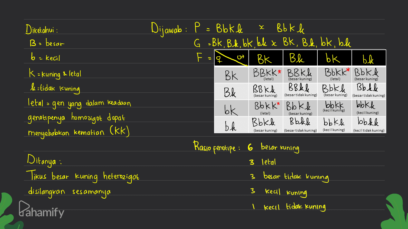 х 1 Diketahui : B = besar be - kecil K = kuning & letal Dijawab : P = B b k k ВЬk, G =Bk. Bk. bk bl x Bk. Bk. bk, ble F - BK Bl bk ble Вk BBKK* BBkk Bokk* Bbkk Bk BB kk BBkle Bokke Bbkle bbkk bbkk Bb kk* Bbkk bk БА Bbkk Bbkle bbkk bbkle (letal) (besar kuning) (letal) (besar kuning) le=tidak kuning (besar kuning) (besar tidak kuning) (besar kuning) (besar tidak kuning) (kecil kuning) (letal) (besar kuning) (kecil kuning) letal = gen yang dalam keadaan genotipenya homozigot dapat menyebabkan kematian (kk) (besar kuning) (besar tidak kuning) (kecil kuning) (kecil tidak kuning) Ditanya Tikus besar kuning heterozigot di silangkan sesamanya Pahamify Rasio fenotipe : 6 besar kuning 3 letal 3 besar tidak kuning 3 kecil kuning 1 kecil tidak kuning 