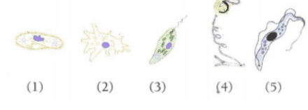 • دارند (1) (2) (3) (4) (5) 