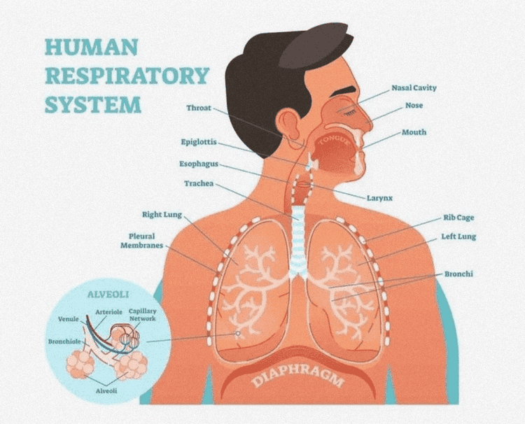 Nasal cavity Nostril Oral cavity Pharynx Larynx Trachea MWA Right main bronchus Left main bronchus Right lung Left lung Diaphragm 
HUMAN RESPIRATORY SYSTEM Nasal Cavity Throat Nose Mouth Epiglottis Esophagus Trachea Larynx Right Lung Rib Cage Left Lung Pleural Membranes Bronchi ALVEOLI Arteriole Capillary Network Venule Bronchioley DIAPHRAGMA Alveoli 