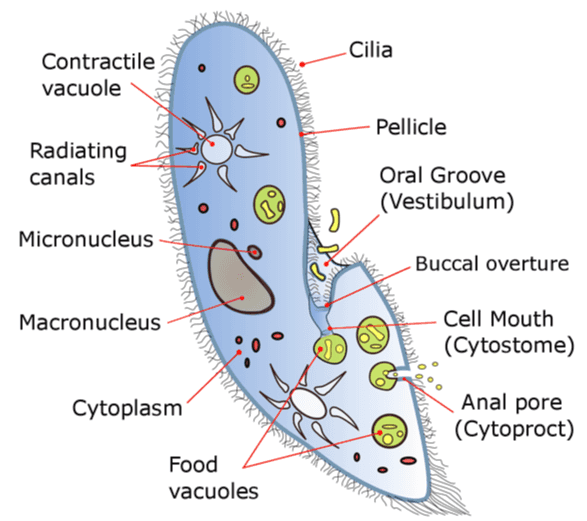 Ciri-ciri Ciliata Alat gerak berupa silia (bulu getar). Memiliki dua inti sel (makronukleus dan mikronukleus). Reproduksi aseksual dengan cara pembelahaan biner. Reproduksi seksual dengan cara konjugasi. Memiliki trikokis untuk melindungi diri dari musuh. Bersifat heterotrof. 
Cilia Contractile vacuole Pellicle Radiating canals FAMILY 21/01 Oral Groove (Vestibulum) 19 o Micronucleus Buccal overture Macronucleus Cell Mouth (Cytostome) (30 Cytoplasm CESSOIRESIST TAKIMI Anal pore (Cytoproct) Food vacuoles 