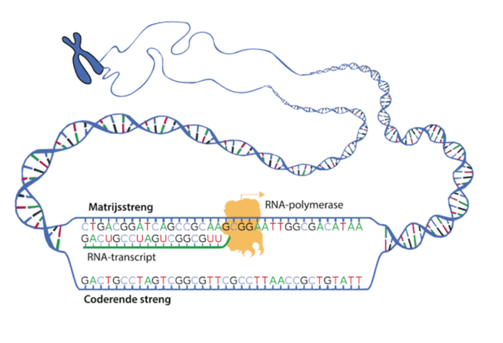 Matrijsstreng RNA-polymerase CTGACGGATTAGCCGCAAG GGAATTGGCGACATAA GACUGCCUAGUCGGCGUU RNA-transcript GASTGCSTAGT CGGCGTTCGCOTTAACCGTGTATT Coderende streng 