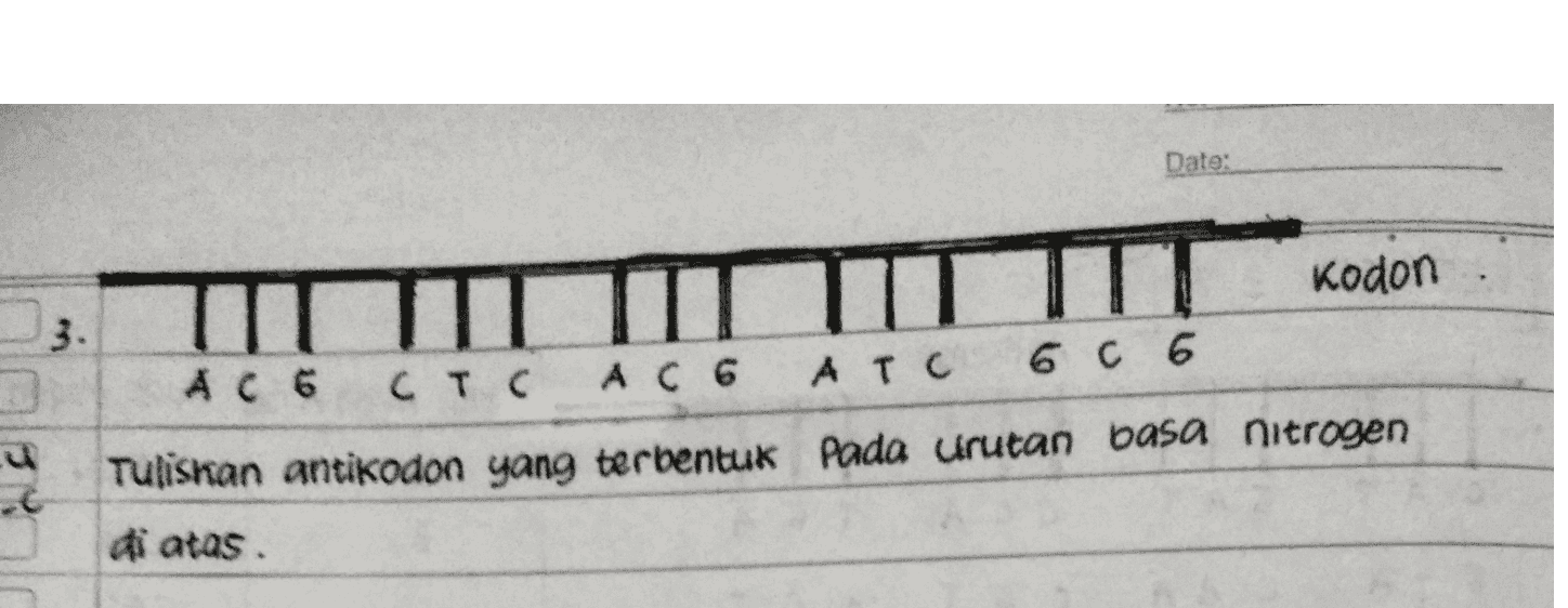 Date: kodon 3. ІІІ Ас 6 стс Acs Arc6c 6 Tuliskan antikodon yang terbentuk pada urutan basa nitrogen di atas. u 