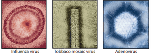 RNA Sampul membran RNA Kapsid DNA Kapsomer Kapsomer -penyusun Lapsid Glikoprotein Glikoprotein Influenza virus Tobacco mosaic vinus Adenovirus 
Pada tahap awal, wirus Induk mencari sel inang, dan mulai melakukan proses adsorpsi Pada kasus yang jarang terjadi profag dapat dinduk menjadi aktit sehingga masuk ke siklus Tahap adsorps Kapsid Asam nukleat (DNA Tahap Penetrasi asam nukleat masuk ke dalam senang DAUR LITIK DAUR LISOGENIK Tahap llisis (virus-virus baru keluar dari tubuh selinang yang hancur) Tahap Penggabungan Tahap replikasi Leben Protag bereplikasi setiap anaknya akan mewarisi protag Tahap perakitan penggabungan bagian-bagian tubuh Virus) Tahap sintesis dan replikasi penyusunan dan pembentukan bagian-bagian tubuh Virus baru) Protag 
OMO Influenza virus Tobbaco mosaic virus Adenovirus 