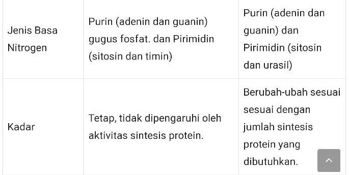 Periode pendek karena mudah Keberadaannya Permanen. terurai. 
Jenis Basa Nitrogen Purin (adenin dan guanin) gugus fosfat, dan Pirimidin (sitosin dan timin) Purin (adenin dan guanin) dan Pirimidin (sitosin dan urasil) Kadar Tetap, tidak dipengaruhi oleh aktivitas sintesis protein. Berubah-ubah sesuai sesuai dengan jumlah sintesis protein yang dibutuhkan. 
Perbedaan DNA RNA Bentuk rantai panjang, ganda, dan berpilin (double heliks) rantai pendek, tunggal, dan tidak berpilin Fungsi Mengendalikan faktor keturunan dan sebagai materi genetik (bahan baku) untuk sintesis protein sintesis protein. Mengendalikan sintesis protein 
Letak Berada dalam nukleus, kloroplas, mitokondria Berada dalam nukleus, sitoplasma, kloroplas, mitokondria Komponen Gula Deoksiribosa Ribosa Ukuran Panjang Pendek Purin (adenin dan guanin) Purin (adenin dan guanin) dan Jenis Basa 