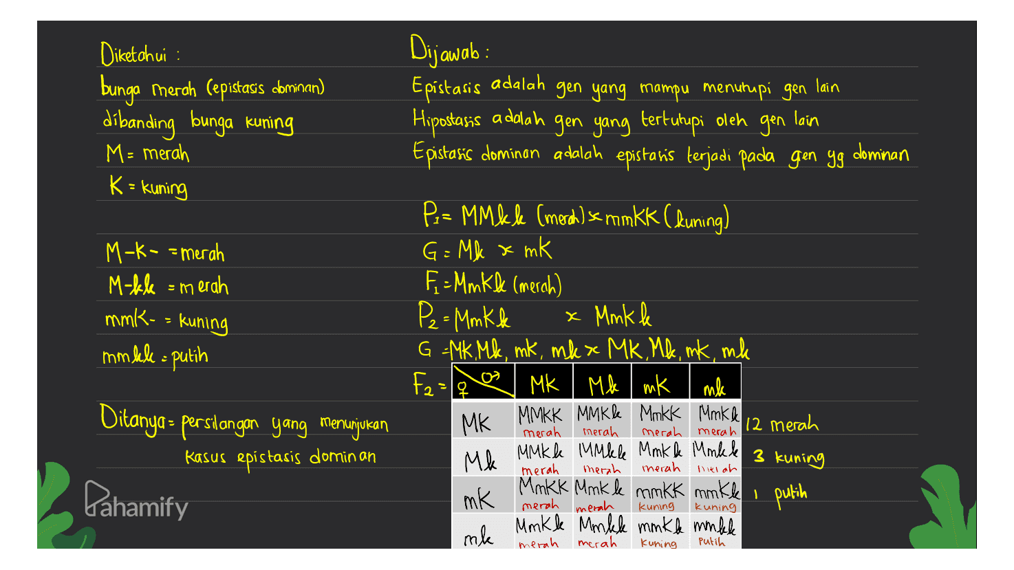 Diketahui : bunga merah (epistasis dominan) dibanding bunga kuning M = merah Epistasis adalah dominan K= kuning M-K- = merah M-kle = merah om Dijawab gen yang mampu menutupi gen lain Hipostasis adalah gen yang tertutupi oleh gen lain Epistasis dominan adalah epistaris terjadi pada gen yg P = MMkle (merch) semmkk (kuning) G = Mk x mk F - MMKQ (merah) P2=Mm k k x Mmk ke G=MK. Mk, mk, mkxe MK. Mk, mk, ml MK I Mk I mk mk MK MMKK MMK ke Mnkk Mmka 12 merah Mk MMK le MMiele Mnkle Minkkel mk Mnkk Mink le mm kk makl i putih Mmkle Mnkk minkl mom leke mk merah mmk-= kuning mmkle = putih Falq Q Ditanya- persidangan yang menunjukan Kasus epistasis dominan merah merah merah merah 3 kuning merah merah merah niklah Pahamify merah merah Kuning kuning merah Kuning Putih 