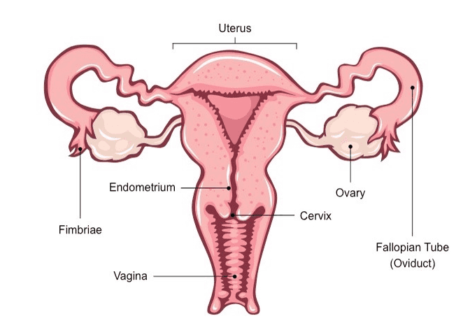 Uterus Endometrium Ovary Cervix Fimbriae Fallopian Tube (Oviduct) Vagina 