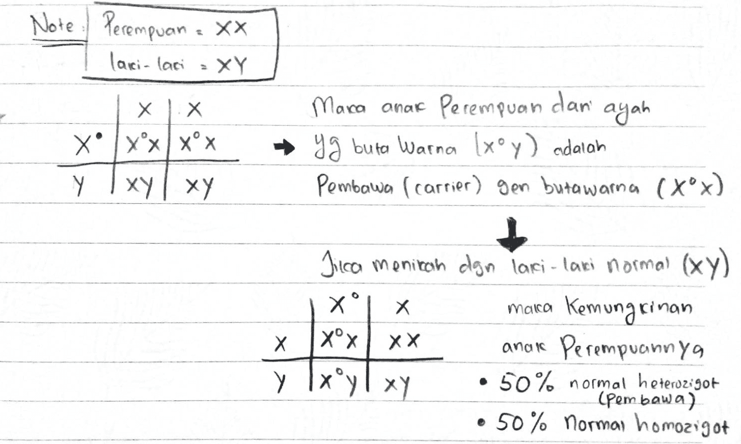 Note : Perempuan = XX laki- lari XY х Х X|xx|xºx Mara anak Perempuan dan ayah → yg buta warna lxoy) adalah Pembawa (carrier) gen buta warna (xox) Y ху | ху Х Jicca meniran dan lari-laki normal (xy) Х marca Kemungkinan Xox х XX anak Perempuannya y 1xºy XY • 50% normal heterozigot (pembawa) 50% normas homozigot Х 