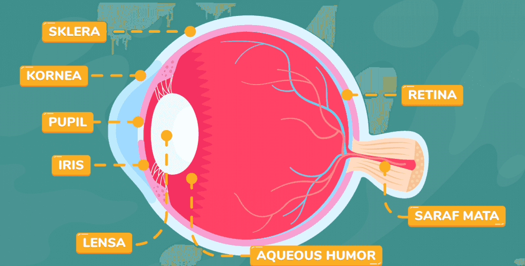 SKLERA KORNEA RETINA PUPIL IRIS SARAF MATA LENSA AQUEOUS HUMOR 