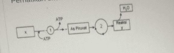 но АТР Reaksi As Piruvat 2 АТР 