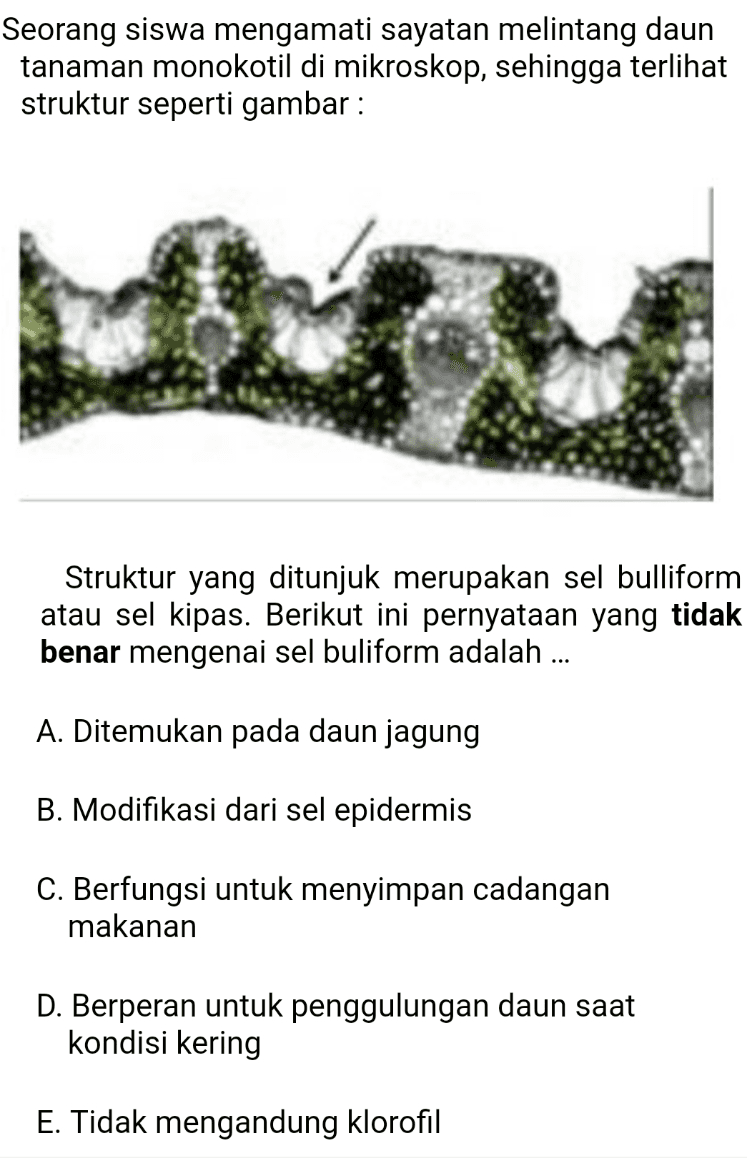 Seorang siswa mengamati sayatan melintang daun tanaman monokotil di mikroskop, sehingga terlihat struktur seperti gambar : Struktur yang ditunjuk merupakan sel bulliform atau sel kipas. Berikut ini pernyataan yang tidak benar mengenai sel buliform adalah ... A. Ditemukan pada daun jagung B. Modifikasi dari sel epidermis C. Berfungsi untuk menyimpan cadangan makanan D. Berperan untuk penggulungan daun saat kondisi kering E. Tidak mengandung klorofil 