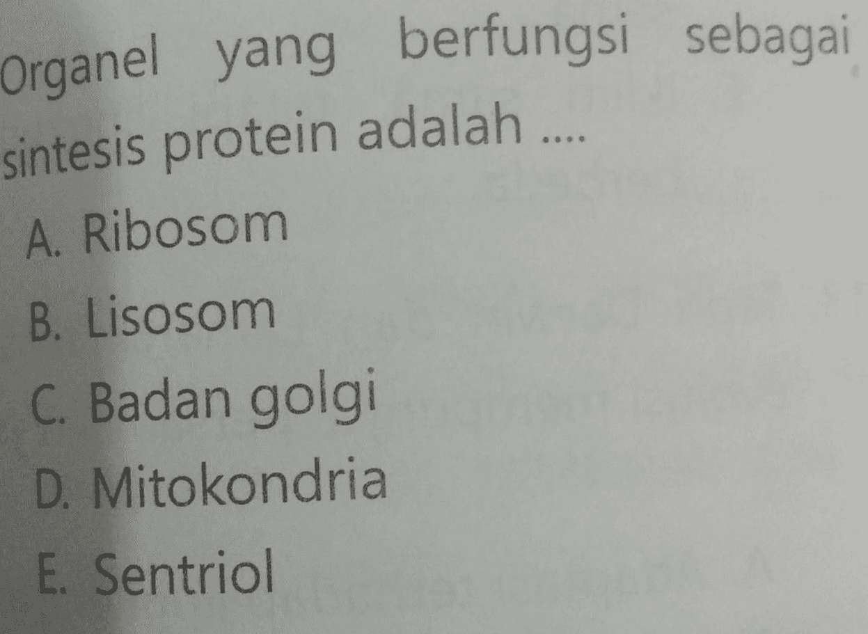 Organel yang berfungsi sebagai sintesis protein adalah .... A. Ribosom B. Lisosom C. Badan golgi D. Mitokondria E. Sentriol 