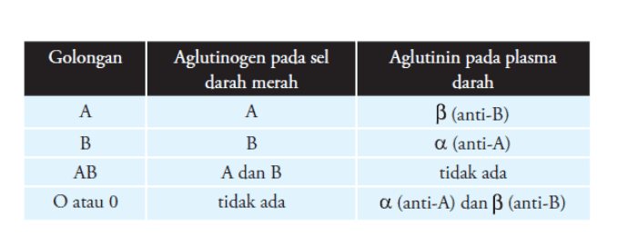 Golongan Aglutinogen pada sel darah merah A A Aglutinin pada plasma darah B (anti-B) a (anti-A) tidak ada a (anti-A) dan B (anti-B) B B A dan B AB O atau 0 tidak ada 