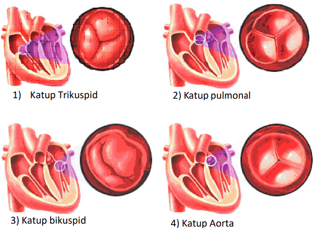 1) Katup Trikuspid 2) Katup pulmonal 3) Katup bikuspid 4) Katup Aorta 