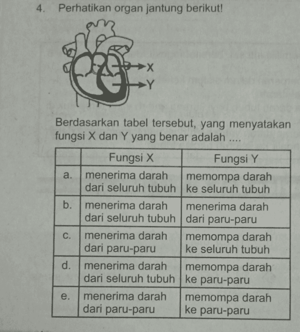 4. Perhatikan organ jantung berikut! Co Berdasarkan tabel tersebut, yang menyatakan fungsi X dan Y yang benar adalah .... Fungsi X Fungsi Y a. menerima darah memompa darah dari seluruh tubuh ke seluruh tubuh b. menerima darah menerima darah dari seluruh tubuh dari paru-paru C. menerima darah memompa darah dari paru-paru ke seluruh tubuh d. menerima darah memompa darah dari seluruh tubuh ke paru-paru e. menerima darah memompa darah dari paru-paru ke paru-paru 