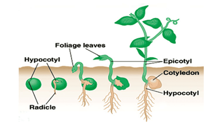Foliage leaves Hypocotyl -Epicotyl Cotyledon -Hypocotyl Radicle 