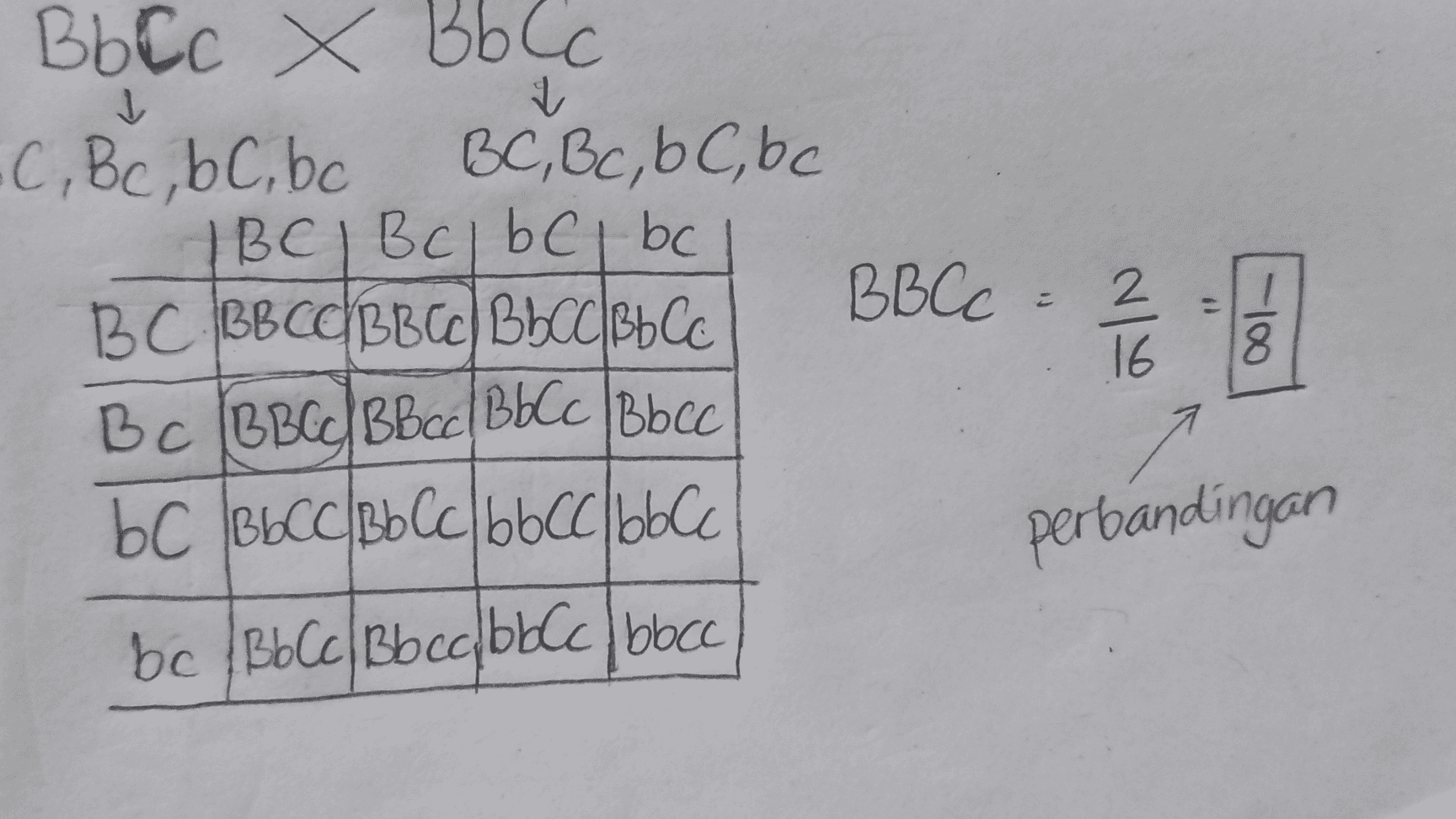
Bb Cc X Bb Cc •C, Bc, bC, bc 0C,C,DC,be BCI Bcl bci bc DC BBCCBBc) BbccebCC БЕСС : 2 16 Bc [BBC / B Bcc Bb Cc / B bcc БС ВЫСрьсаоbccbbe -100 perbandingan bc /Bb Cc / B b cc/bbcc (bbcc 