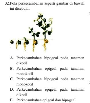 32. Pola perkecambahan seperti gambar di bawah ini disebut... A. Perkecambahan hipogeal pada tanaman dikotil B. Perkecambahan epigeal pada tanaman monokotil C. Perkecambahan hipogeal pada tanaman monokotil D. Perkecambahan epigeal pada tanaman dikotil E. Perkecambahan epigeal dan hipogeal 