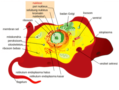 nukleus pori nukleus selubung nukleus kromatin nukleolus ribosom badan Goloi lisosom sentriol membran sel sitoplasma mitokondria peroksisom sitoskeleton ribosom bebas vesikel sekresi retikulum endoplasma halus retikulum endoplasma kasar flagelum 