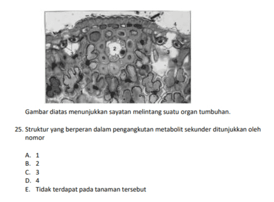 Gambar diatas menunjukkan sayatan melintang suatu organ tumbuhan. 25. Struktur yang berperan dalam pengangkutan metabolit sekunder ditunjukkan oleh nomor A. 1 B. 2 C. 3 D. 4 E. Tidak terdapat pada tanaman tersebut 