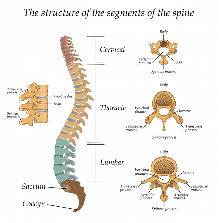 I tulang leher 12 ruas tulang punggung NO 5 ruas tulang pinggang 5 ruas tulang kelangkang I 4 ruas tulang ekor 
The structure of the segments of the spine Body Cervical Vertebral foramen Ars Spinous process Body Transverse process Vertebral disc Body Thoracic Vertebral foramen Lamina Spinous process Transverse process Transverse process Spinous process Body Lumbar Vertebral foramen Lamina Sacrum- Transverse process Transverse process Articular process Articular process Coccyx Spinous process 