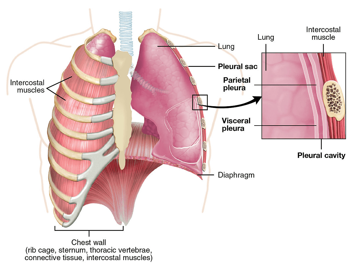 Intercostal muscle Lung Lung Pleural sac Intercostal muscles Parietal pleura Visceral pleura Pleural cavity Diaphragm Chest wall (rib cage, sternum, thoracic vertebrae, connective tissue, intercostal muscles) 