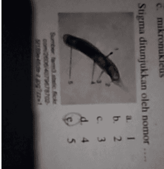 c. mikronukleus Stigma ditunjukkan oleh nomor b. 2. c. 3 d. 4 e 5 5 2005-2770 